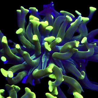 WYSIWYG A4 Branching Hammer