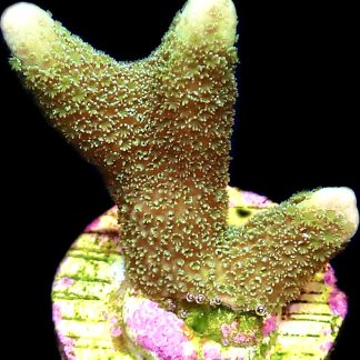 WYSIWYG 12G Lemon/Lime Montipora Digitata