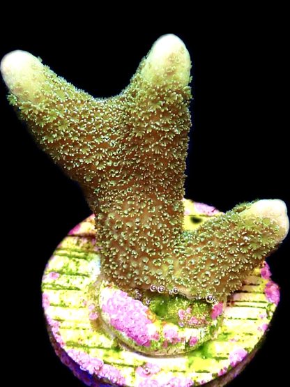 WYSIWYG 12G Lemon/Lime Montipora Digitata