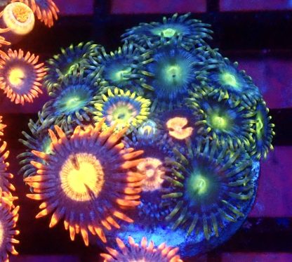 WYSIWYG Zoanthid Frag M23
