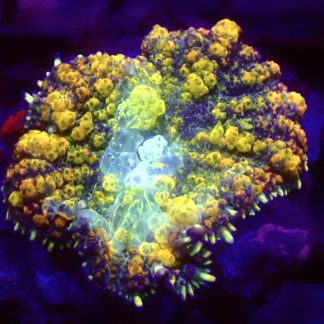 WYSIWYG A3 Rainbow Bounce Mushroom