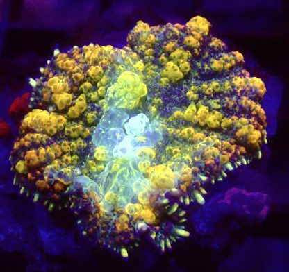 WYSIWYG A3 Rainbow Bounce Mushroom