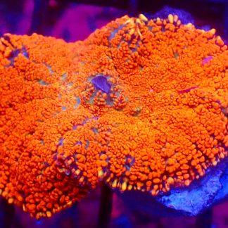WYSIWYG 33D Fire And Ice Rhodactis Mushroom Coral