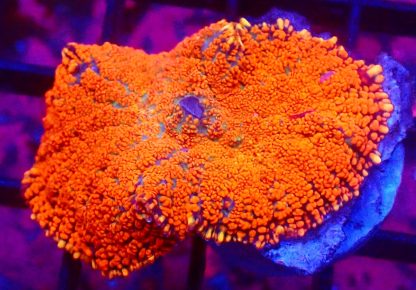 WYSIWYG 33D Fire And Ice Rhodactis Mushroom Coral
