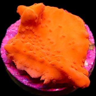 WYSIWYG 18J Red Montipora Setosa Frag