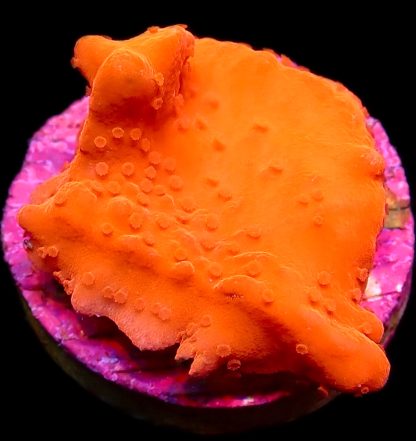 WYSIWYG 18J Red Montipora Setosa Frag