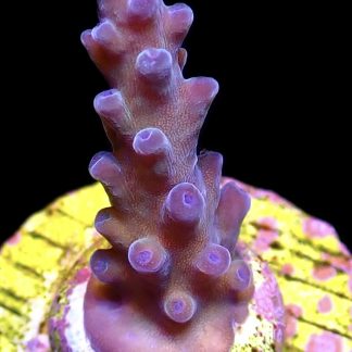 WYSIWYG 21C Oregon Tort Acropora Frag