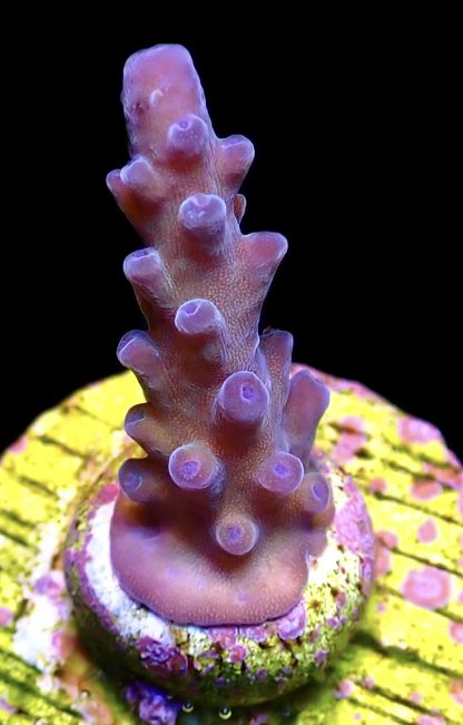 WYSIWYG 21C Oregon Tort Acropora Frag