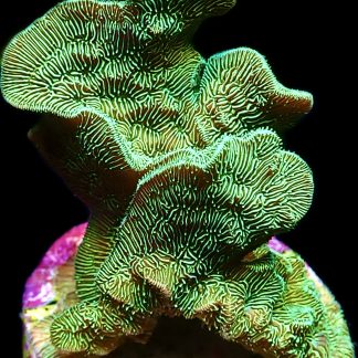 WYSIWYG 19A Ultra Metallic Scrolling Pavona Frag Large
