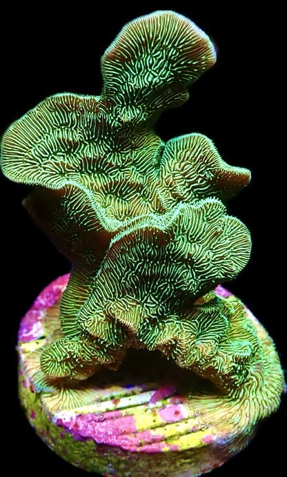 WYSIWYG 19A Ultra Metallic Scrolling Pavona Frag Large