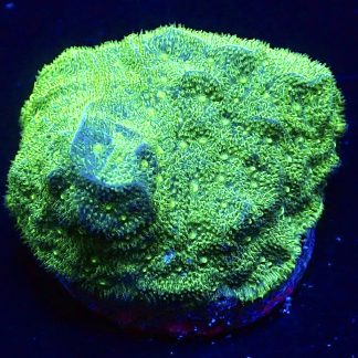 WYSIWYG 16A Neon Green Psammocora Frag
