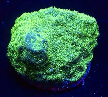 WYSIWYG 16A Neon Green Psammocora Frag