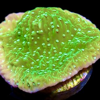WYSIWYG 7H Pink Rim Emerald Plating Montipora
