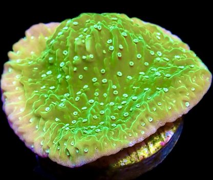 WYSIWYG 7H Pink Rim Emerald Plating Montipora