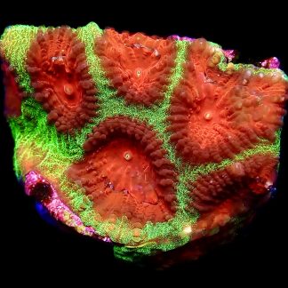 WYSIWYG 13C Red Eyed Christmas Favia Frag