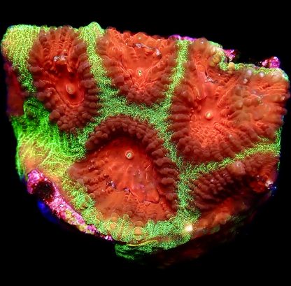 WYSIWYG 13C Red Eyed Christmas Favia Frag