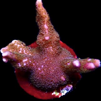 WYSIWYG 14G Purple Montipora Digitata