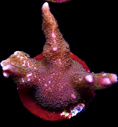 WYSIWYG 14G Purple Montipora Digitata