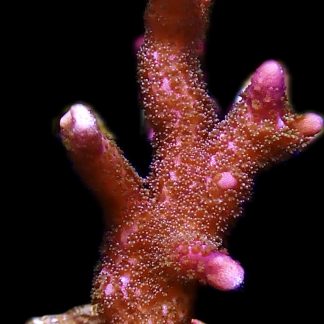 WYSIWYG 12H Purple Montipora Digitata