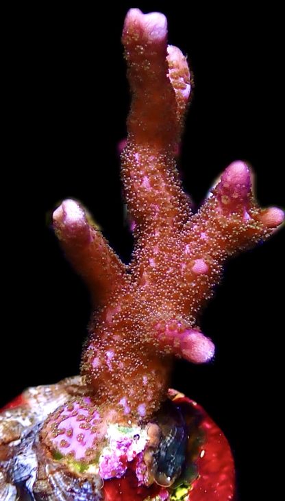 WYSIWYG 12H Purple Montipora Digitata