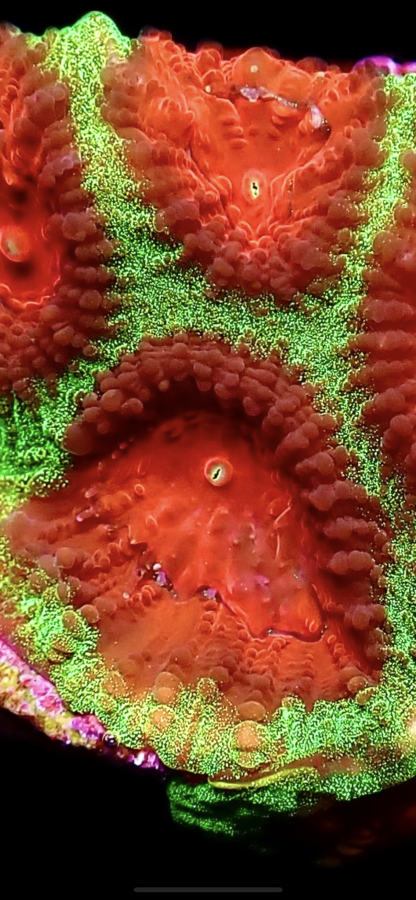 WYSIWYG 13C Red Eyed Christmas Favia Frag - Image 2