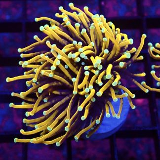 Indo Gold Torch Euphyllia Double Head