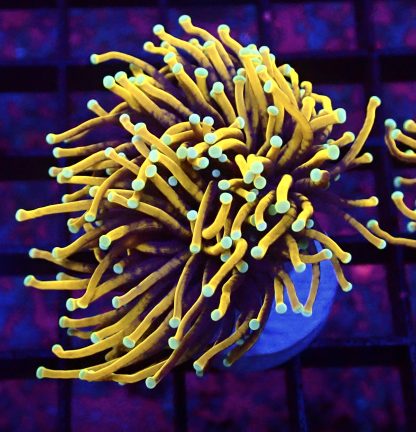 Indo Gold Torch Euphyllia Double Head