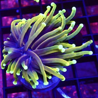 Indo Gold/Lime/Purple Torch Euphyllia Single Head