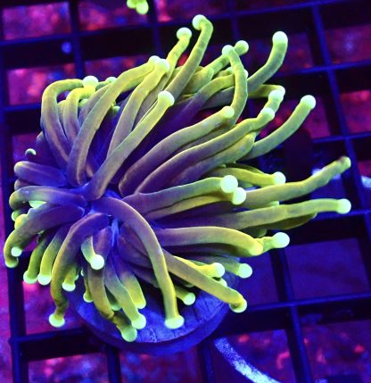 Indo Gold/Lime/Purple Torch Euphyllia Single Head