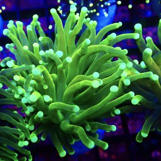WYSIWYG T8 Ultra Neon / Gold Tinge Torch Euphyllia