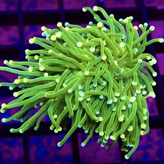 Ultra Pink/Blue Dual Coloured Tip Fluorescent Torch Euphyllia Single