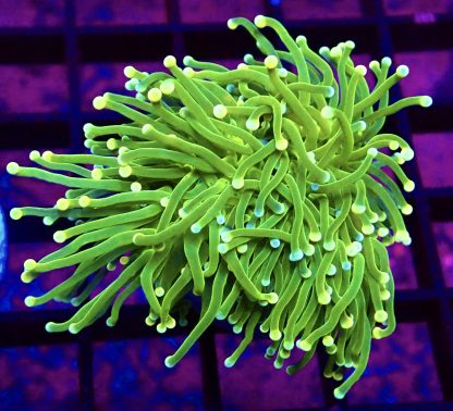 Ultra Pink/Blue Dual Coloured Tip Fluorescent Torch Euphyllia Single