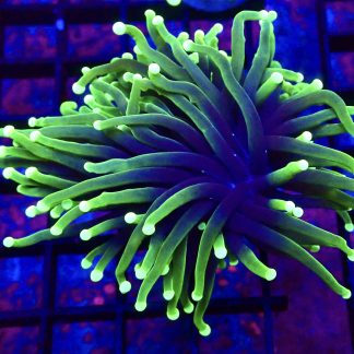 WYSIWYG T22 Neon Tipped / Black Base Torch Coral