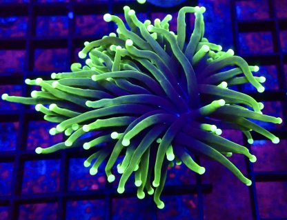 WYSIWYG T22 Neon Tipped / Black Base Torch Coral