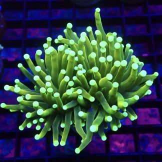 WYSIWYG T9 Ultra Neon / Gold Tinge Torch Euphyllia Double Head