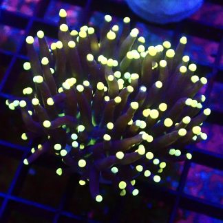 WYSIWYG  T5 Rasta Torch Euphyllia Single