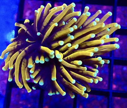 WYSIWYG T13 Indo Gold Torch Euphyllia