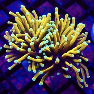 WYSIWYG T15 Indo Gold Torch Euphyllia Double Head