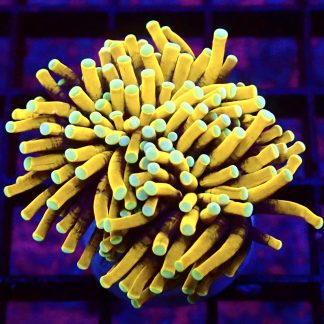 WYSIWYG T14 Indo Gold Torch Euphyllia