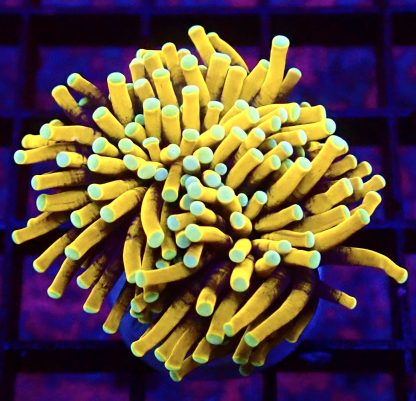 WYSIWYG T14 Indo Gold Torch Euphyllia