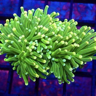 WYSIWYG T18 Ultra Pink/Blue Dual Coloured Tip Fluorescent Torch Euphyllia Double Head