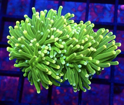 WYSIWYG T18 Ultra Pink/Blue Dual Coloured Tip Fluorescent Torch Euphyllia Double Head