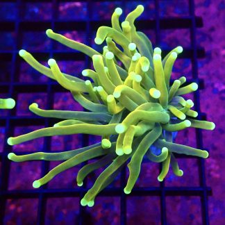 WYSIWYG T12 Dragon Soul Torch Euphyllia
