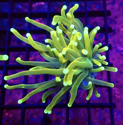 WYSIWYG T12 Dragon Soul Torch Euphyllia
