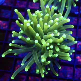 WYSIWYG T7 Ultra Neon / Gold Tinge Torch Euphyllia