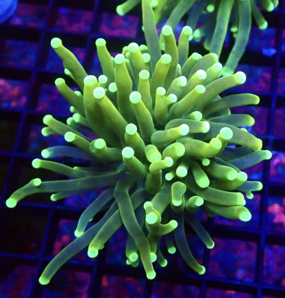WYSIWYG T7 Ultra Neon / Gold Tinge Torch Euphyllia