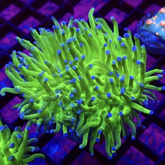 WYSIWYG T24 Blue Tipped Torch Euphyllia