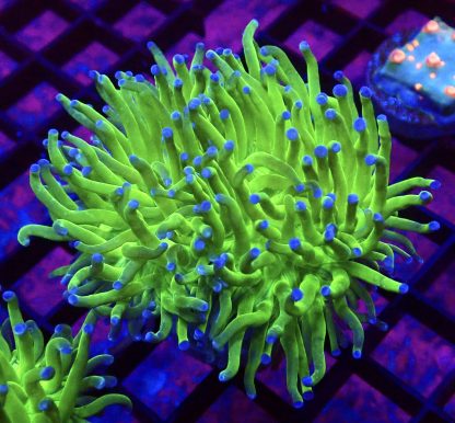 WYSIWYG T24 Blue Tipped Torch Euphyllia
