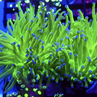 WYSIWYG T25 Blue Tipped Torch Euphyllia Double Head