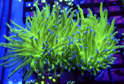 WYSIWYG T25 Blue Tipped Torch Euphyllia Double Head